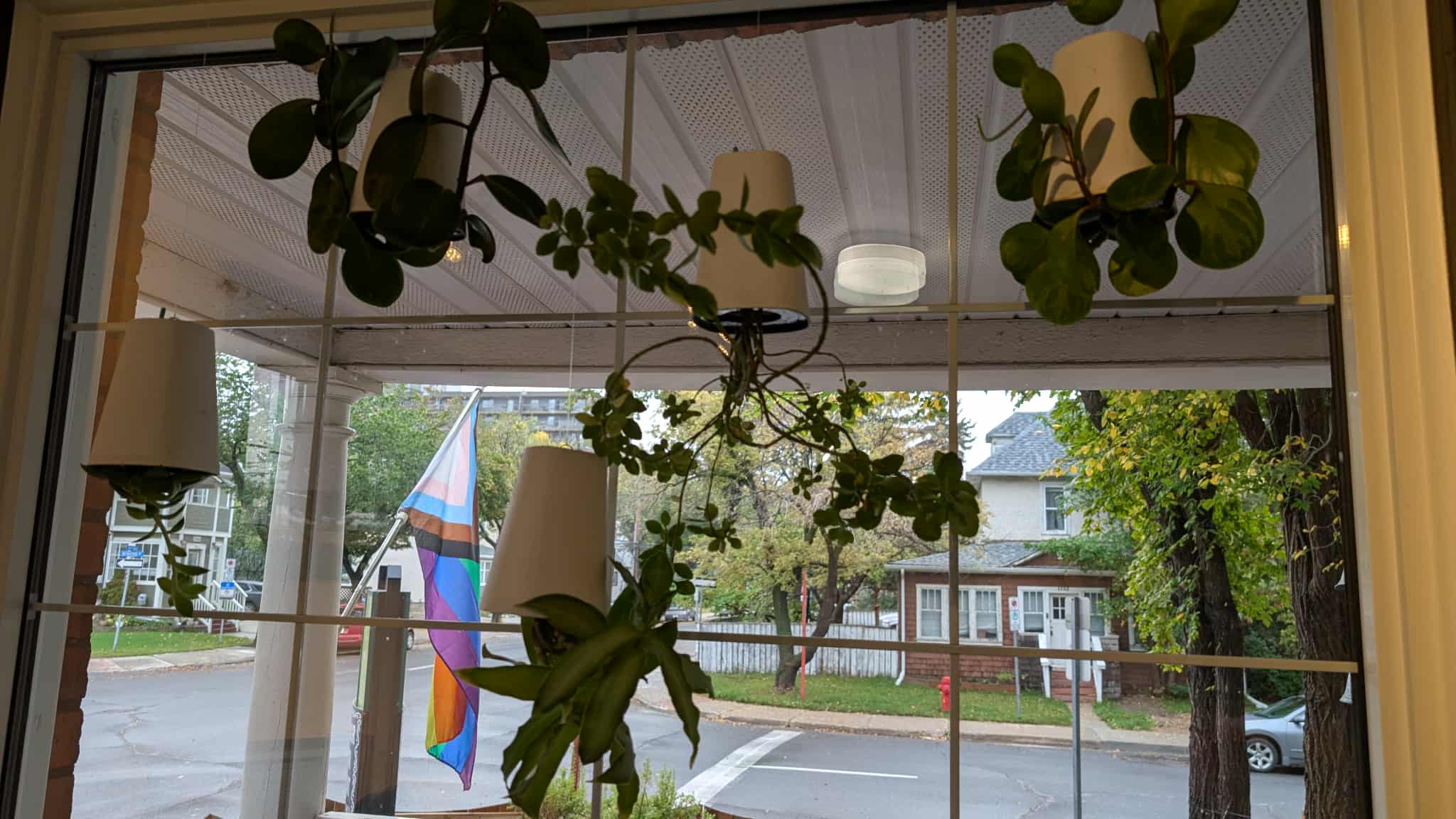 Plants hanging upside down in window